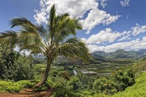 hawaï champs de kauai photo