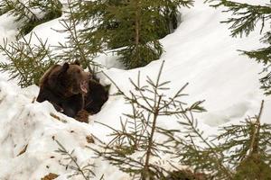 portrait d'ours dans la neige photo