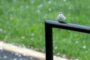 moineau vous regarde sur fond vert photo