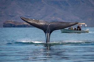 baleine bleue le plus gros animal du monde photo