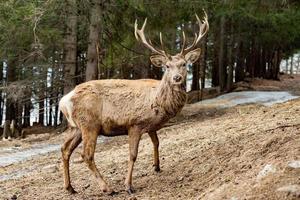 portrait de cerf rouge mâle vous regardant photo