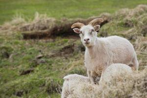 un mouton d'islande avec son veau en train de dormir photo