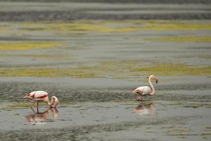 deux flamants roses en sardaigne, italie photo