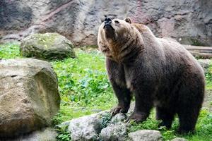 ours brun grizzly dans le fond de la forêt photo