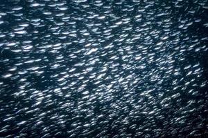 banc de poissons sardines sous l'eau gros plan photo