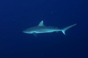 Mâchoires de requin gris prêt à attaquer sous l'eau close up portrait photo