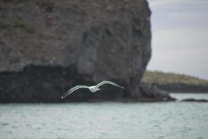 mouette volant vers toi photo