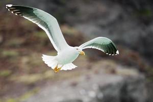 mouette volant vers toi photo