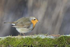 rouge-gorge oiseau poitrine rouge photo