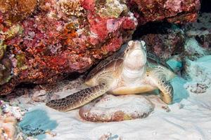 tortue venant à vous sous l'eau photo