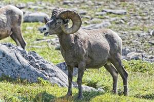 portrait de mouflon à grandes cornes sur les montagnes rocheuses canada photo