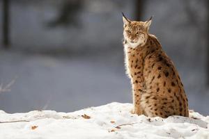 lynx sur le fond de neige tout en vous regardant photo