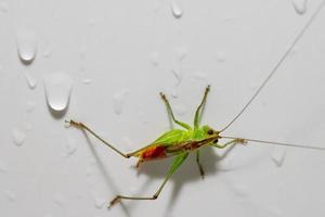 cricket rouge et vert sur blanc photo