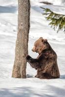 portrait d'ours sur la neige en vous regardant photo