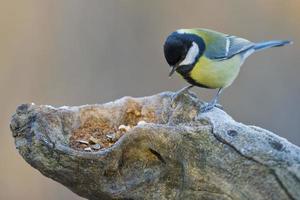 mésange charbonnière photo