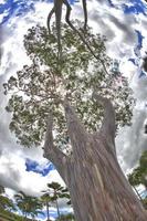 arbre d'eucaliptus arc-en-ciel à hawaii photo