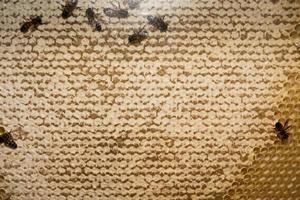 abeilles à l'intérieur de la ruche macro gros plan photo