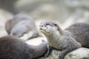 joli portrait de loutre photo