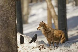 un loup gris isolé dans la neige en vous regardant photo