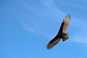 vautour buse volant dans le ciel bleu profond photo