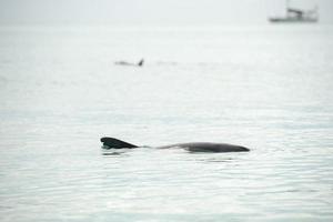 singe mia dauphins près du rivage photo