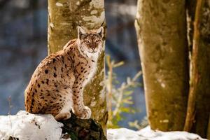 Portrait de lynx sur le fond de neige photo