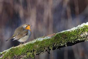 rouge-gorge oiseau poitrine rouge photo