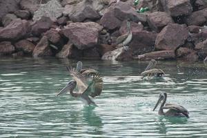 pélican en vol photo