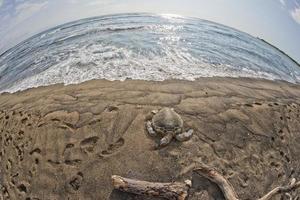 Tortue verte nageant près du rivage à Hawaii photo