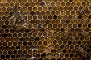 abeilles à l'intérieur de la ruche macro gros plan photo