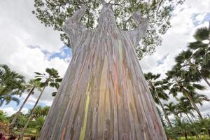 arbre d'eucaliptus arc-en-ciel à hawaii photo