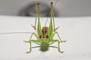 cricket rouge et vert sur blanc photo