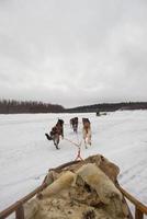 luge avec chien de traîneau en laponie en hiver photo