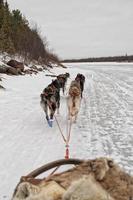 chien de traîneau en courant sur la neige photo