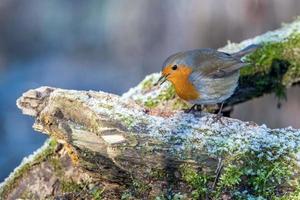 rouge-gorge oiseau poitrine rouge photo