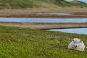 un agneau isolé d'islande se reposant sur l'herbe verte