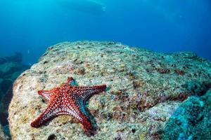 étoiles de mer dans un fond de paysage sous-marin coloré de récif photo