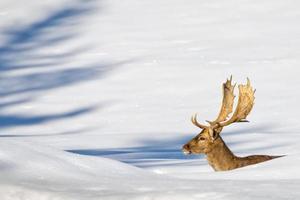 portrait de cerf sur le fond de neige photo