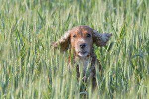 cocker isolé courant vers vous dans l'arrière-plan de l'herbe photo