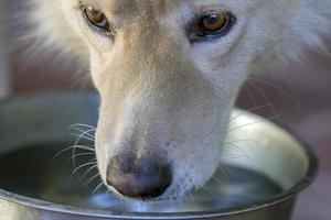 chien loup blanc en buvant photo