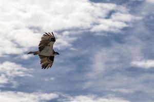 oiseau balbuzard pêcheur volant vers le nid photo