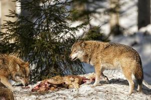 loup gris sur fond de neige photo