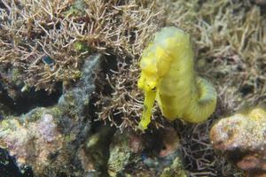 portrait d'hippocampe jaune sous l'eau photo