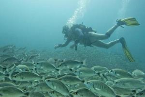 portrait de plongeur tout en plongeant à l'intérieur d'un banc de poissons sous l'eau photo