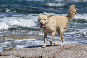 chien loup blanc en vous regardant photo