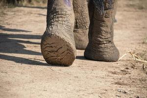 Pied d'éléphant en gros plan dans le parc Kruger en Afrique du Sud photo