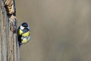 Mésange charbonnière oiseau bleu jaune et blanc photo