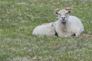 un mouton d'islande avec son veau en train de dormir photo