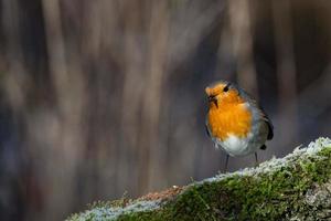 rouge-gorge oiseau poitrine rouge photo