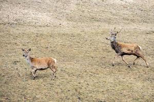 portrait de cerf en vous regardant photo